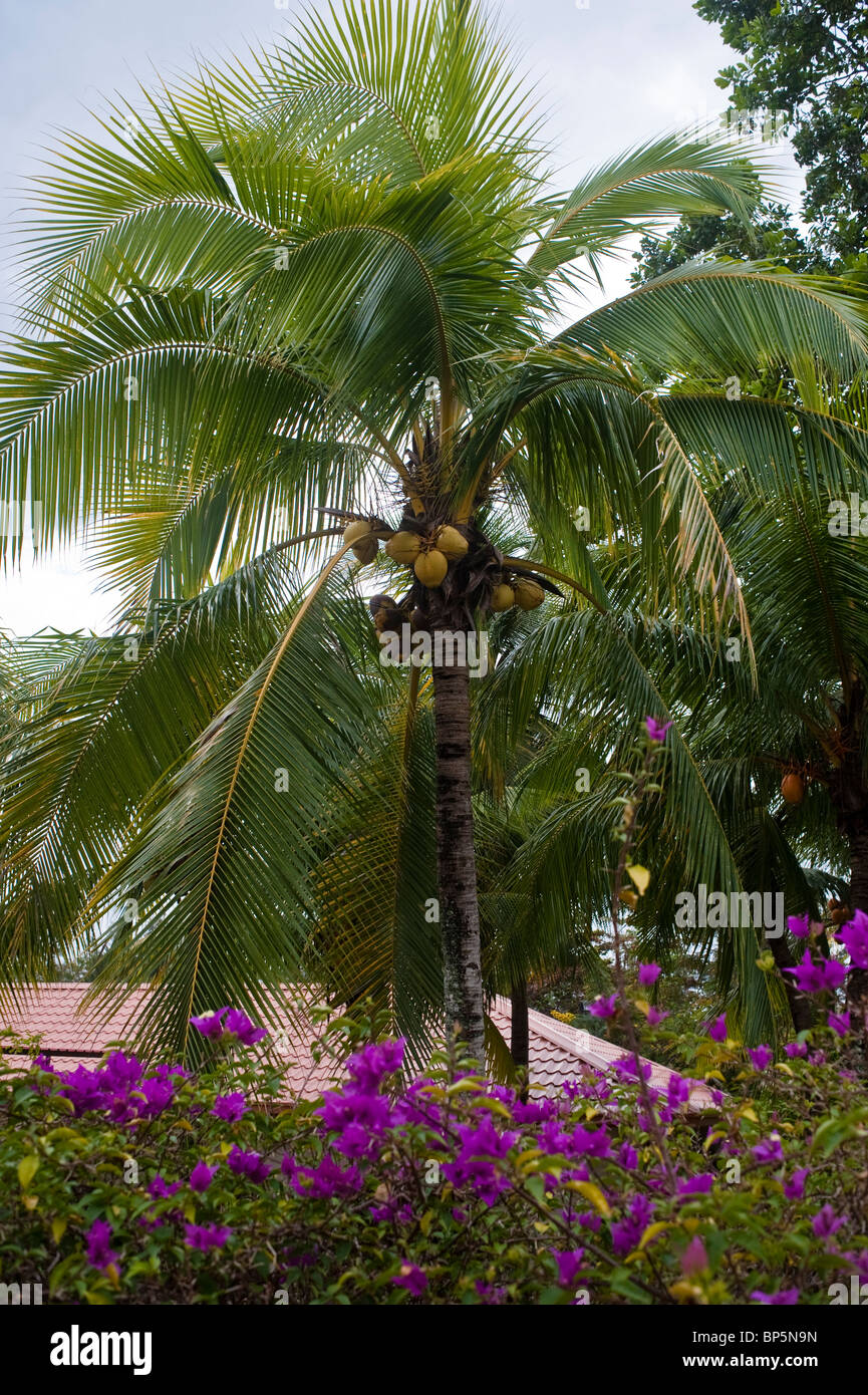 Coconut palm and flowers at the Shangri La Tanjung Aru resort, 3