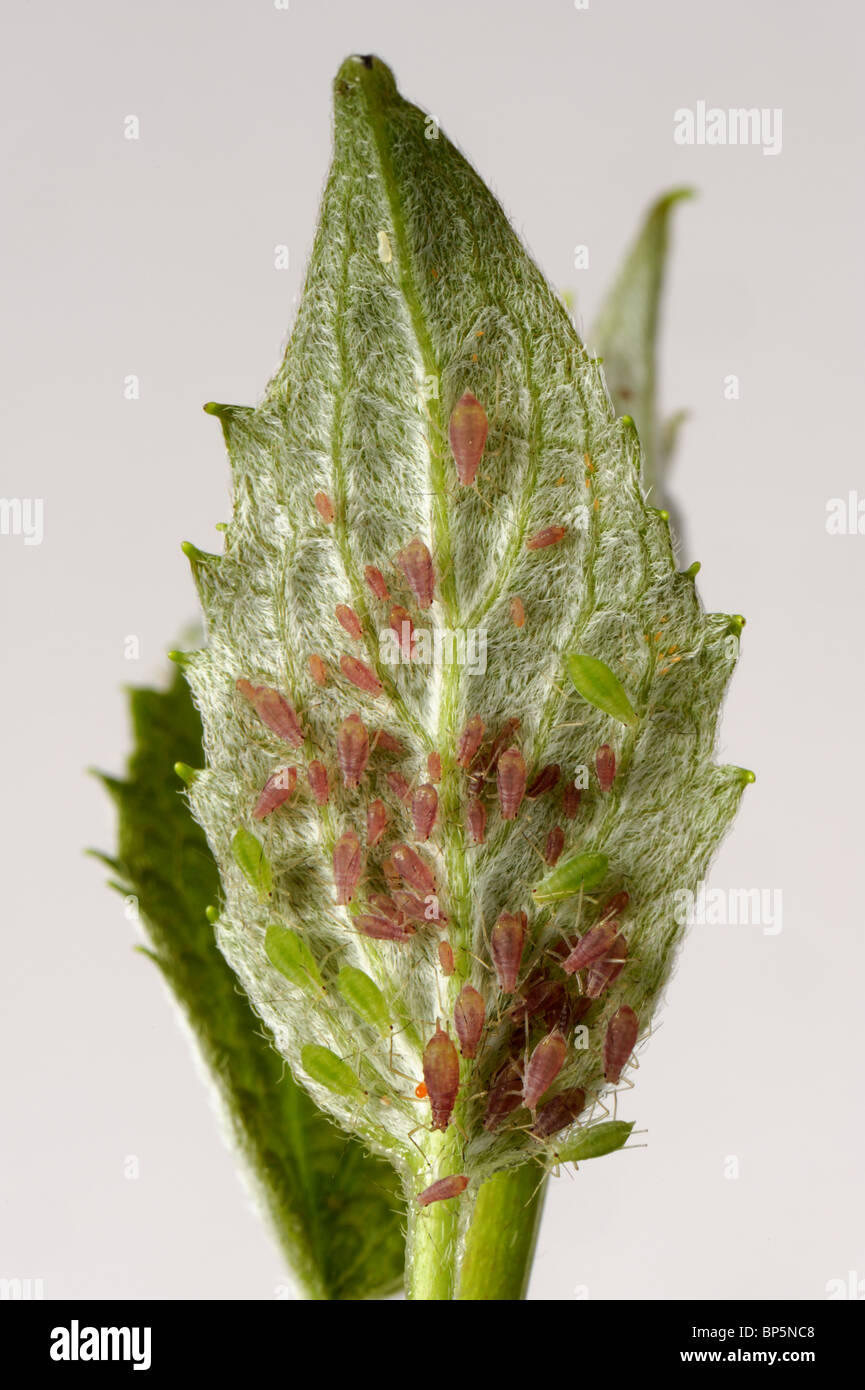 Rose aphid (Macrosiphum rosae) infestation on the young leaves of Philadelphus coranarius Stock Photo