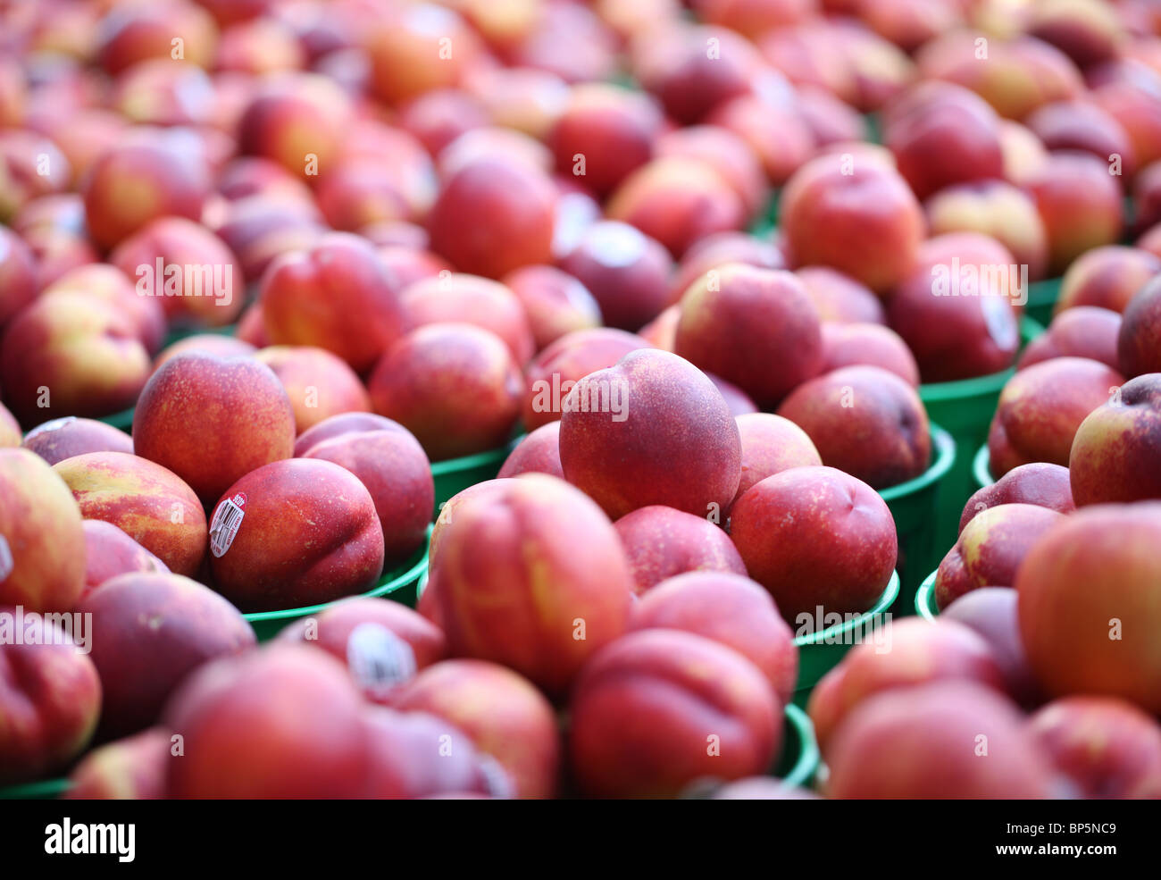 A collection of trays with fresh farmer's market nectarines Stock Photo