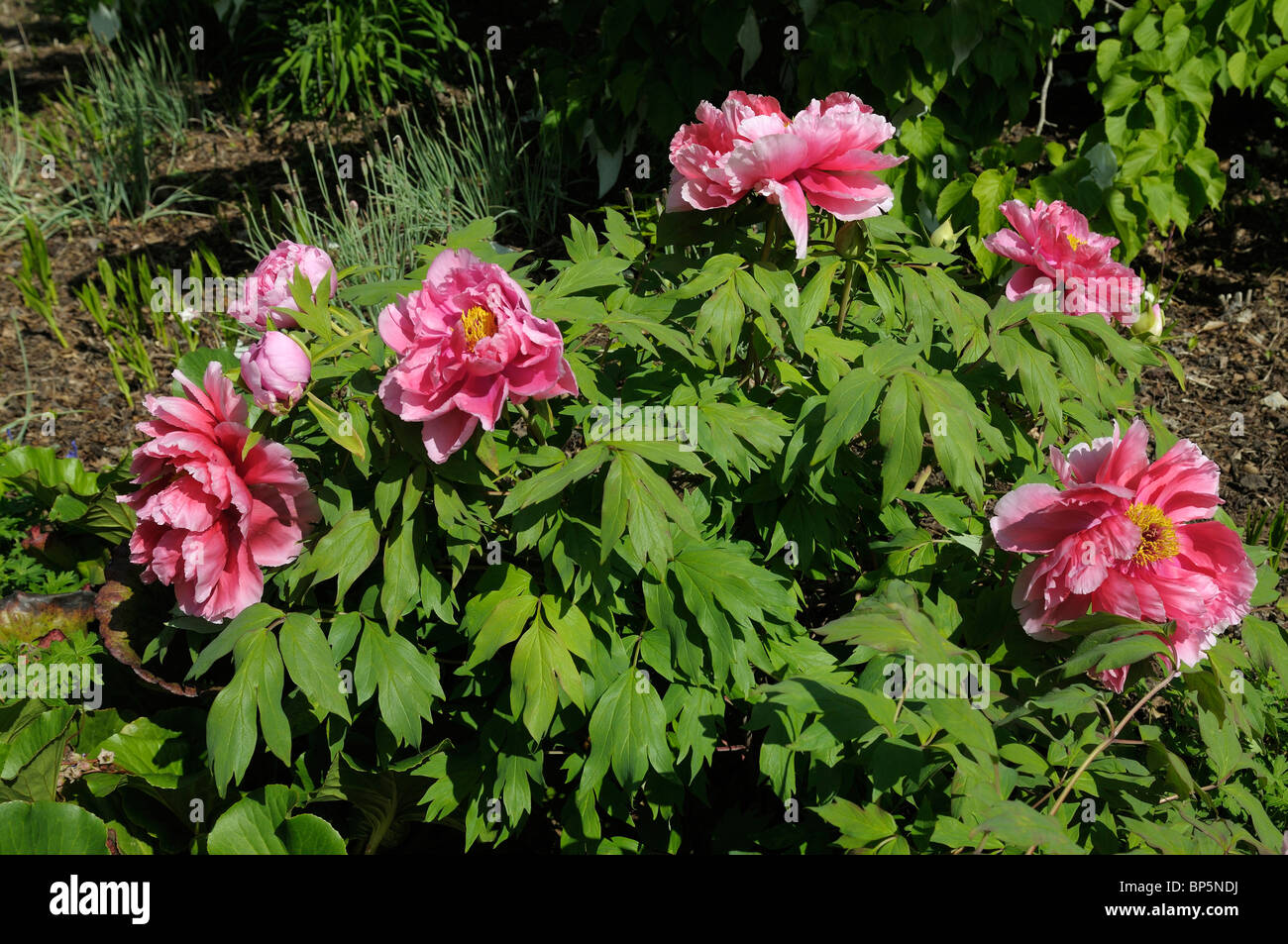 Japanese Tree Peony (Paeonia suffruticosa Shichifukujin), flowering bush  Stock Photo - Alamy