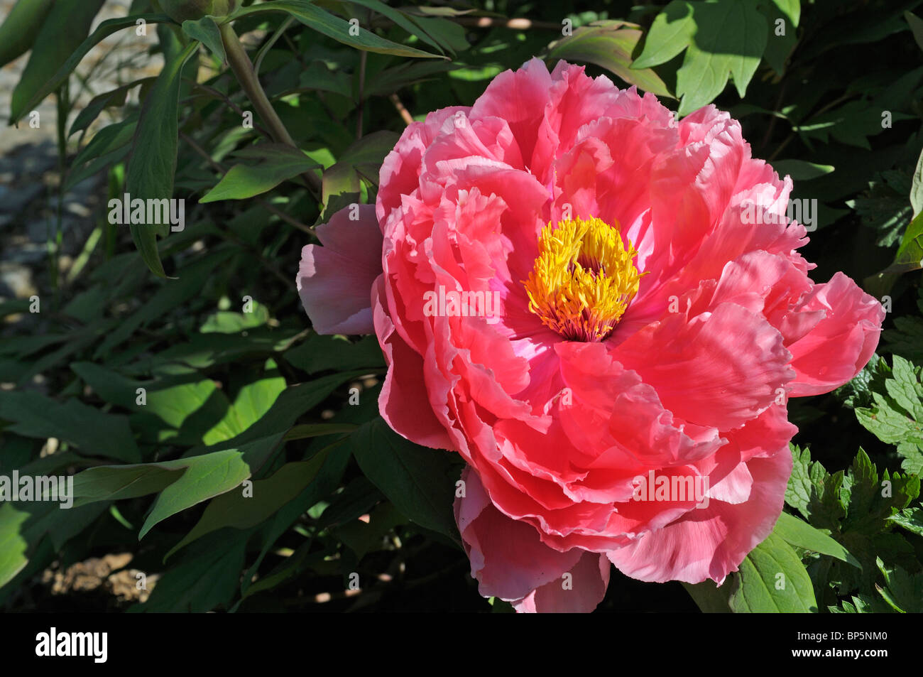 Japanese Tree Peony (Paeonia suffruticosa Tamafuyo), flower Stock Photo -  Alamy