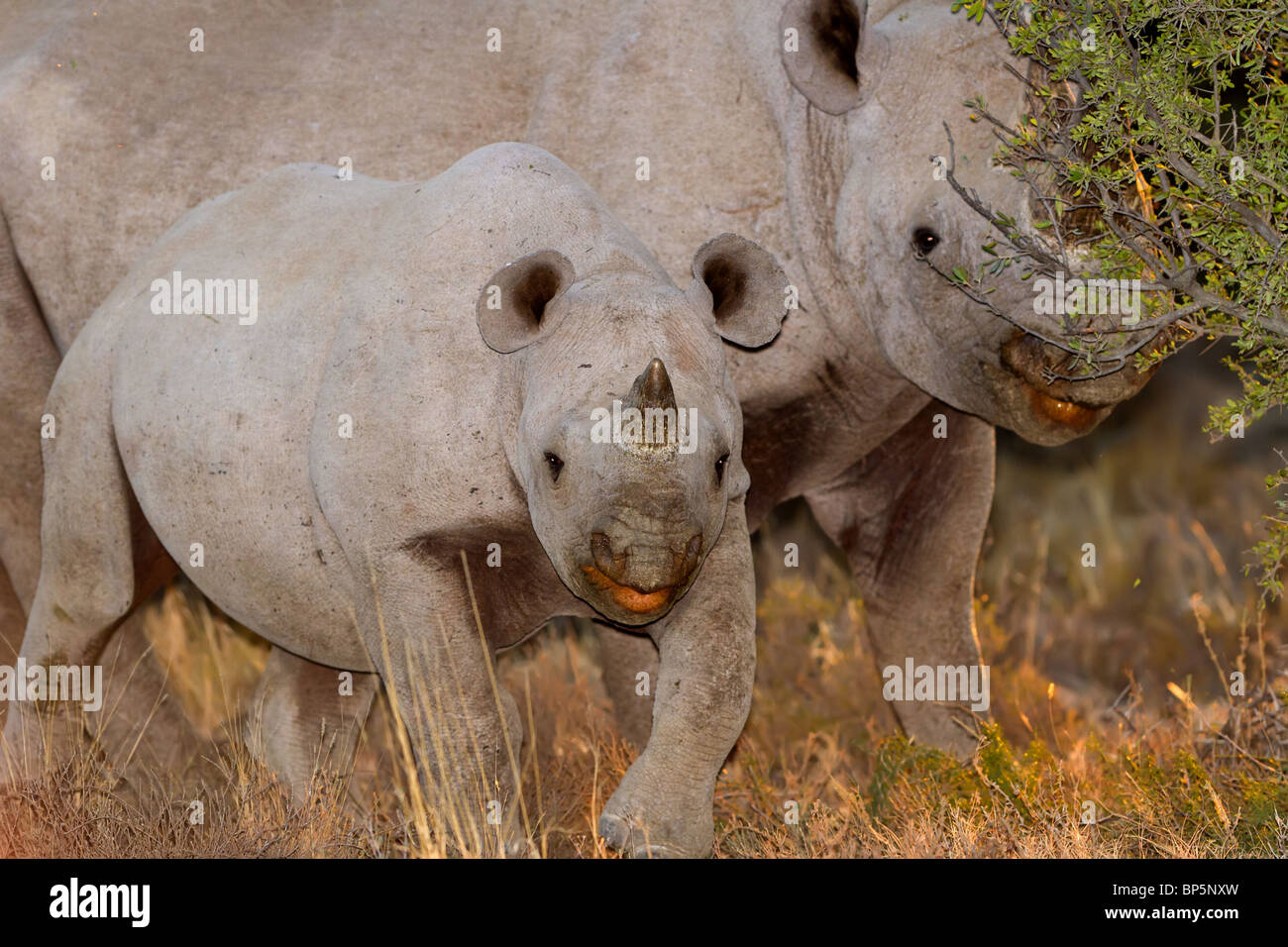 Poached for their horns hires stock photography and images Alamy