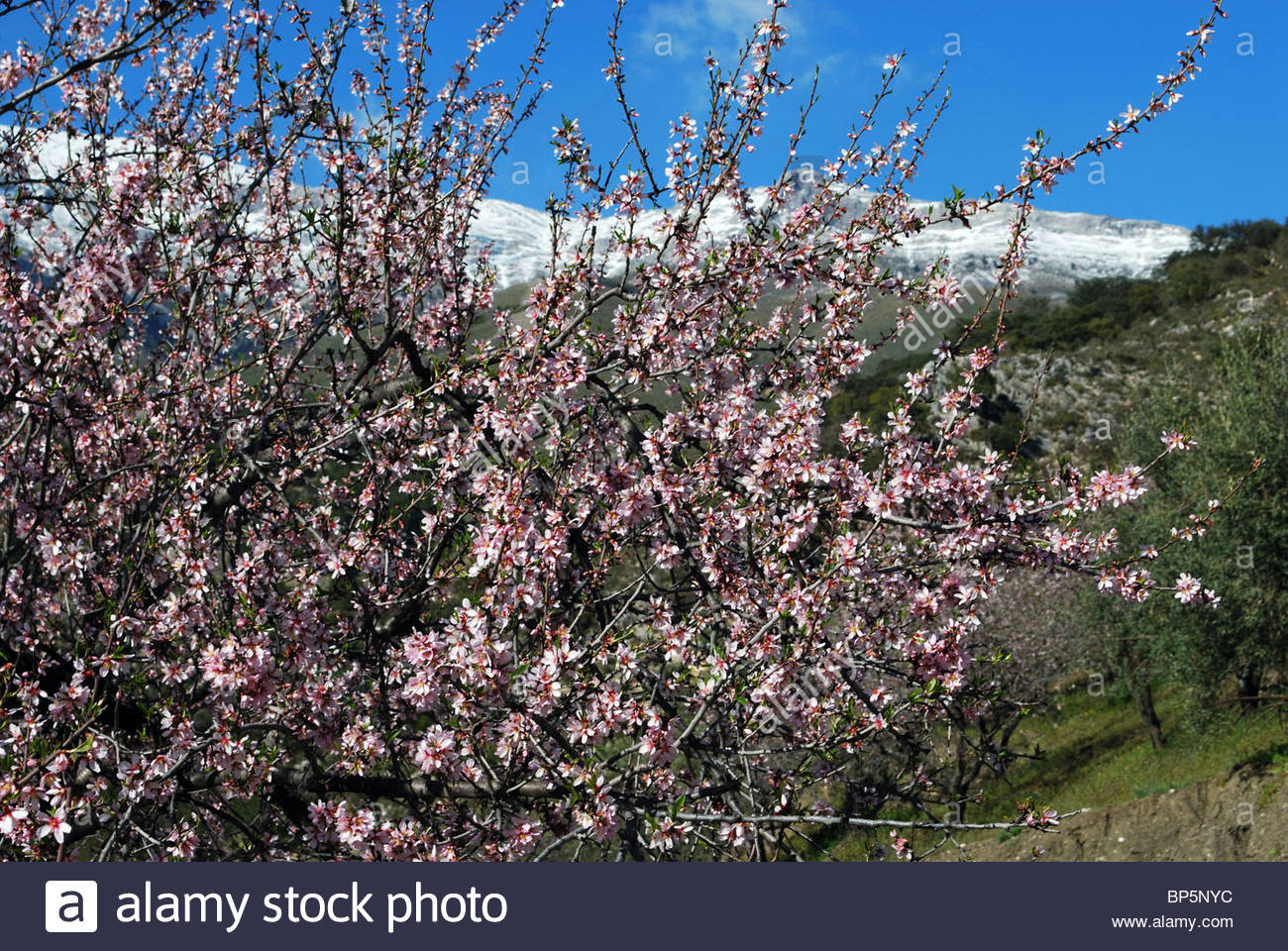 Sowing The Seeds Flowering Shrubs Viburnums Flowering Almonds