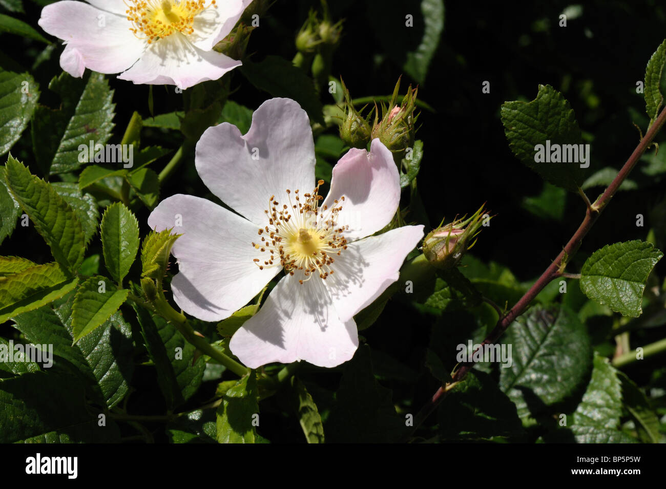 Dog rose (Rosa canina) flowers Stock Photo