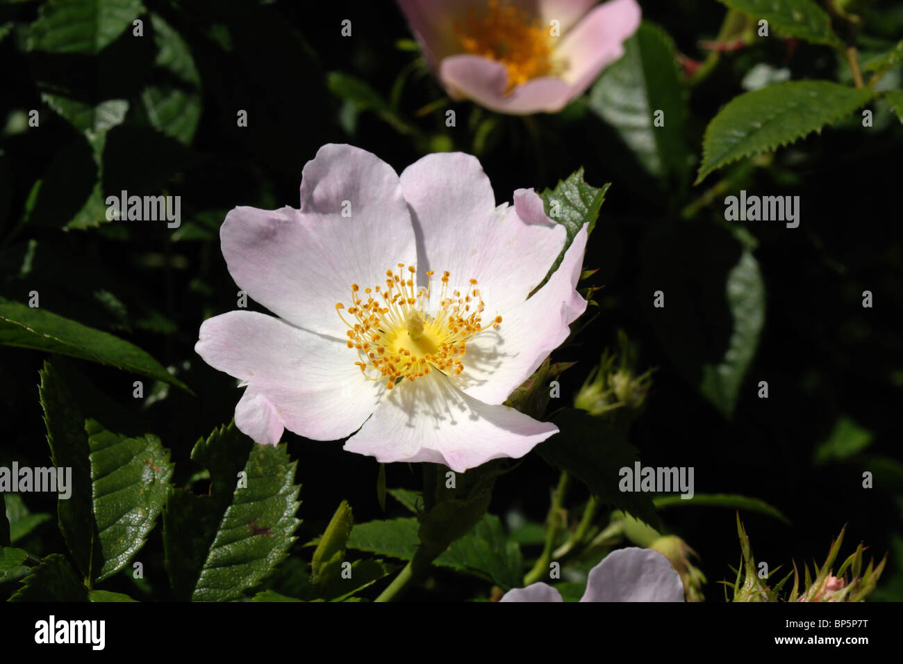 Dog rose (Rosa canina) flowers Stock Photo