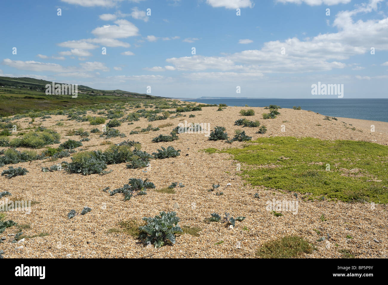 Sea kale and other vegetation growing in shingle on Chesil Beach, Dorset Stock Photo