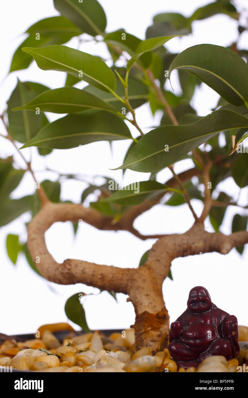 Ficus bonsai tree with buddha ornament. Family: Moraceae, Genus: Ficus. Stock Photo