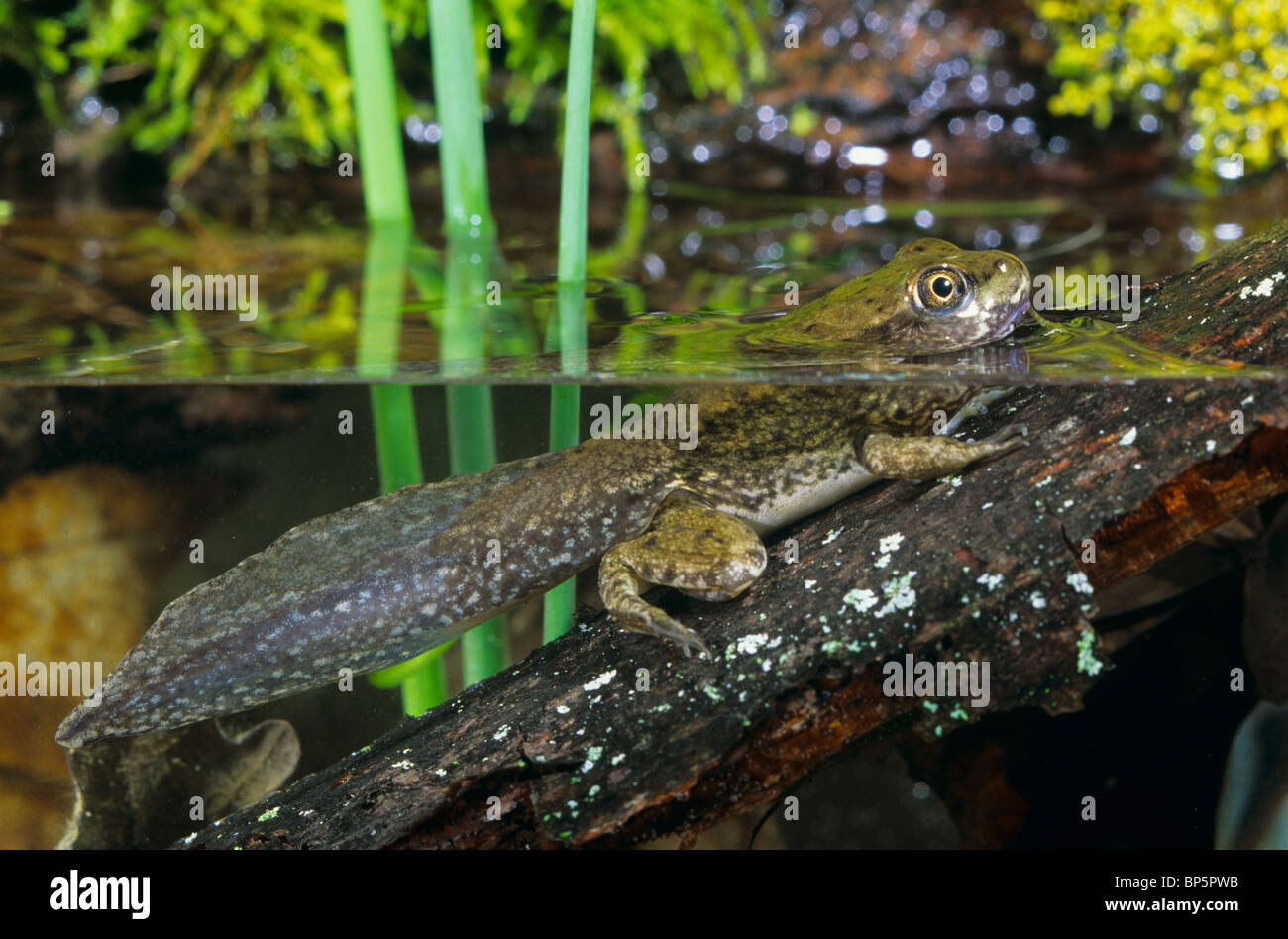 Green Frog adult still with tail Rana clamitans  Eastern North America Stock Photo