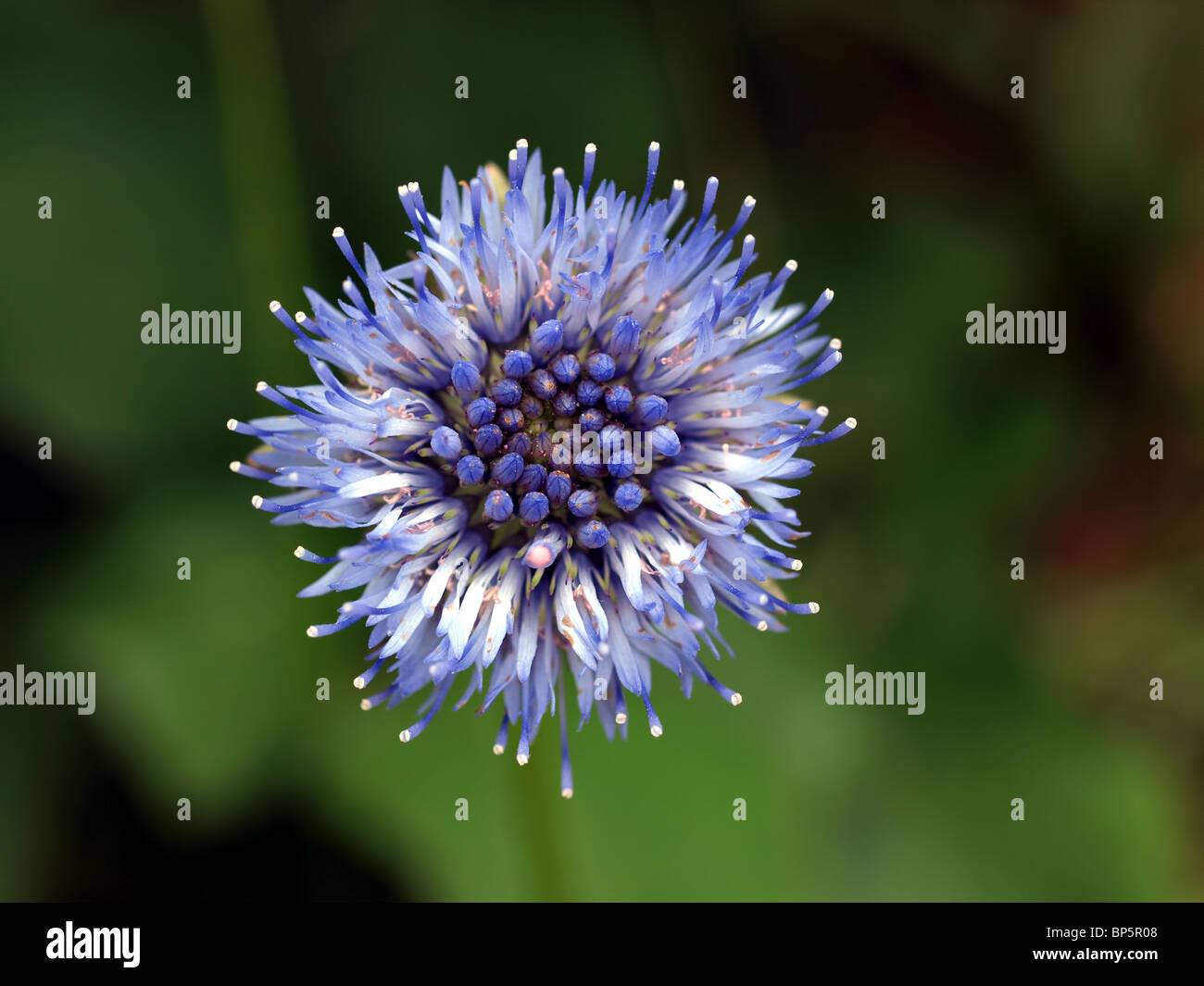Wildflower (Cornflower) Stock Photo