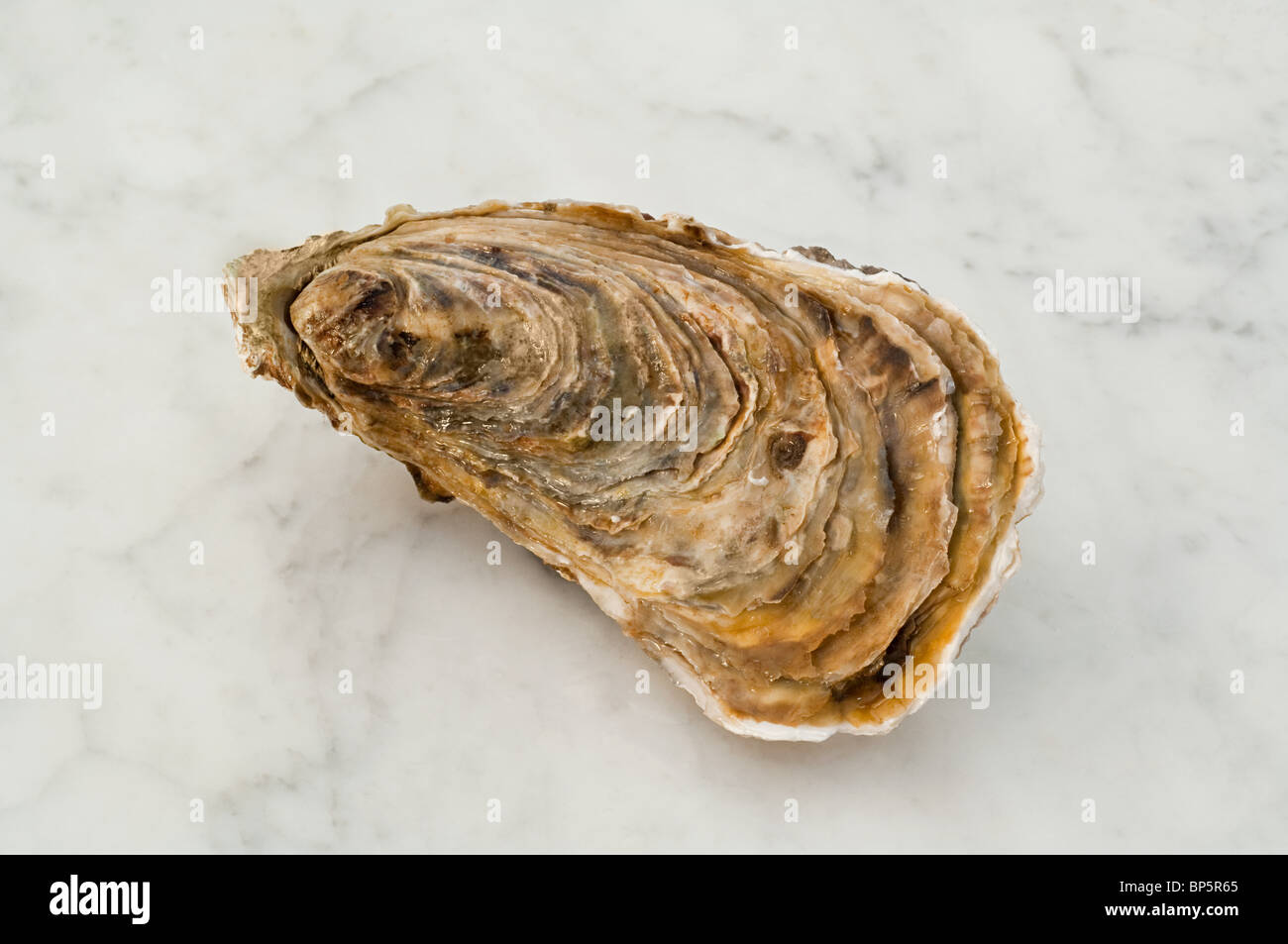Oyster in shell Stock Photo Alamy