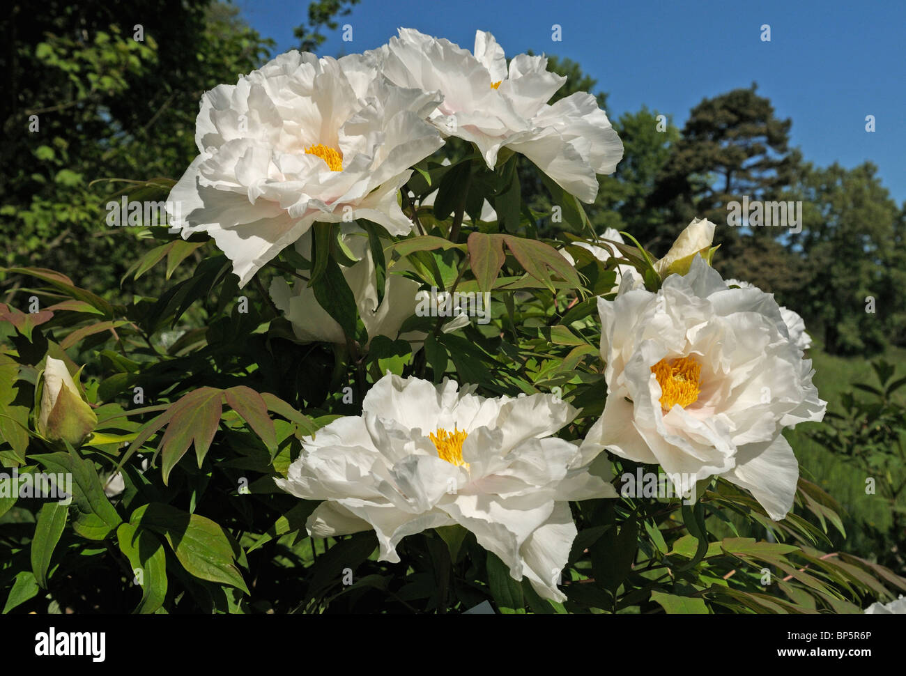 Japanese Tree Peony (Paeonia suffruticosa Renkaku), two flowers. Stock Photo