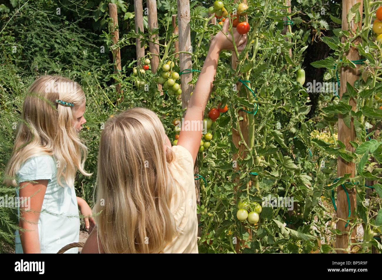 Girls picking fresh tomatoes Stock Photo - Alamy