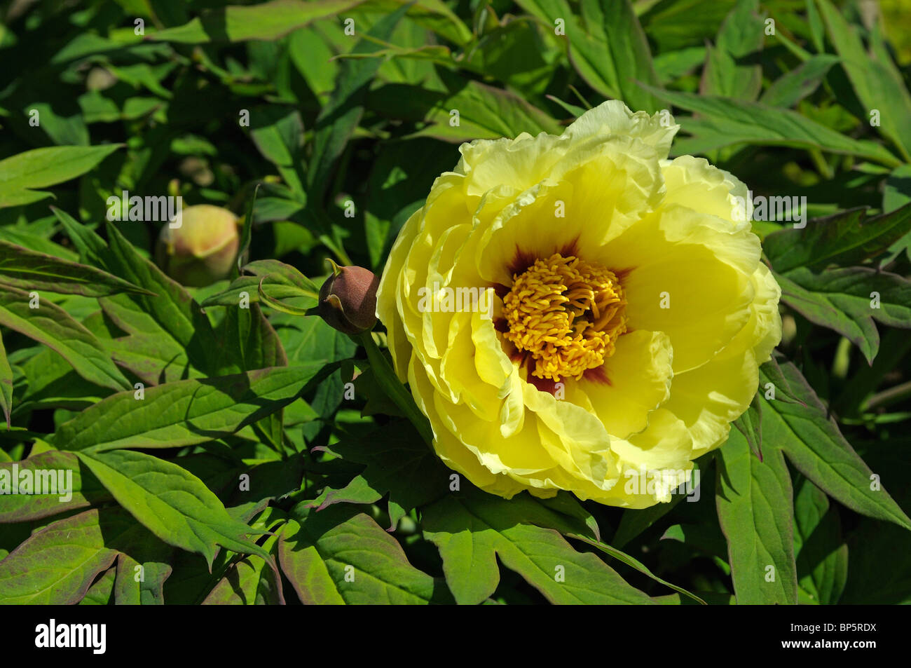 Tree Peony (Paeonia lutea hybrid High Noon), flower. Stock Photo