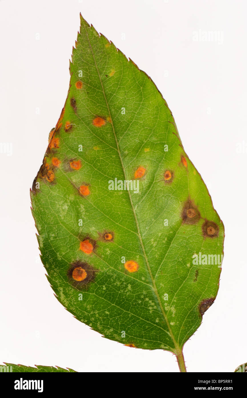 Rose rust (Phragmidium tuberculatum) pustules on rose leaf upper surface Stock Photo