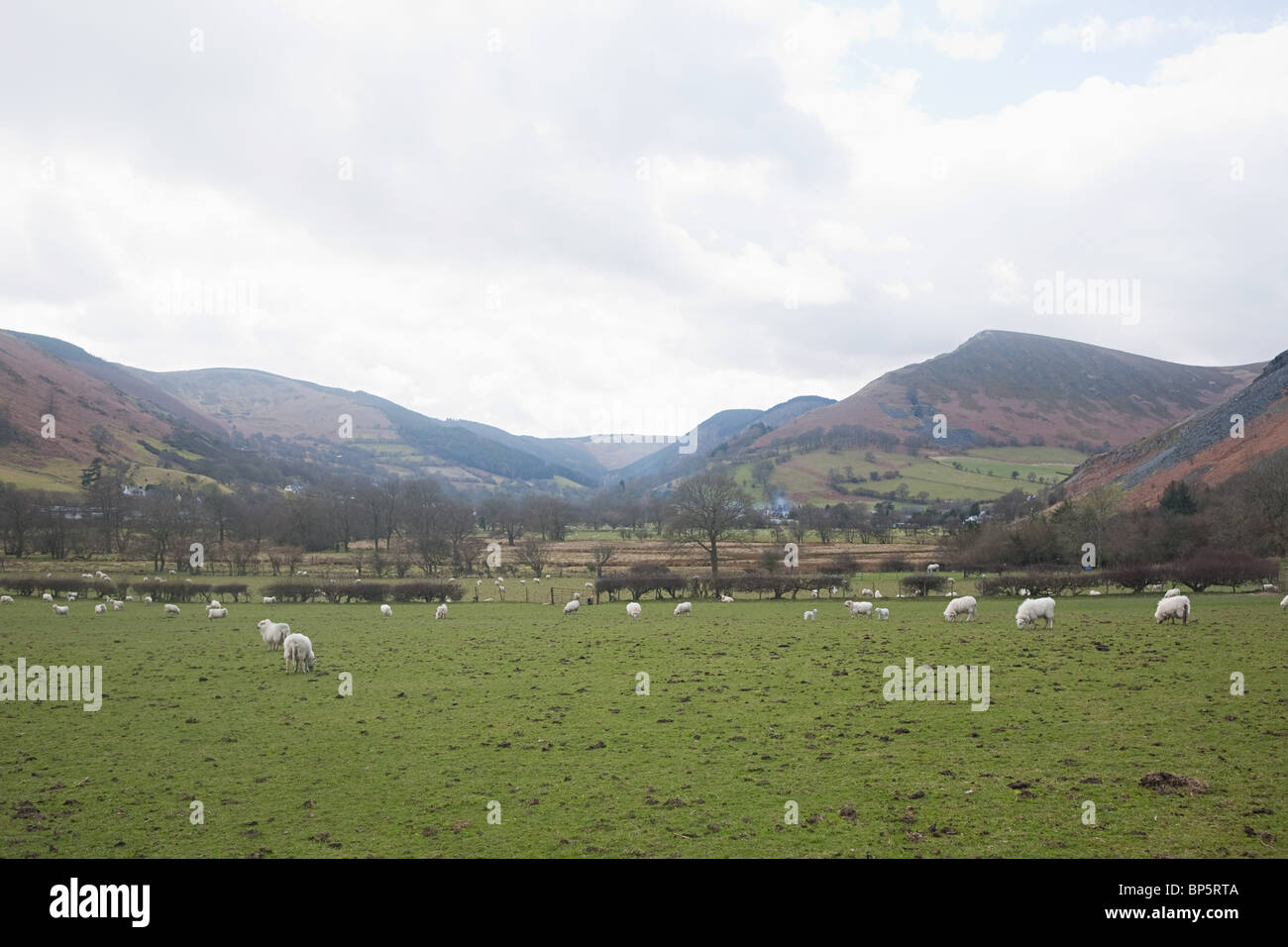 Mountains and sheep in field in llangynog, north wales Stock Photo - Alamy