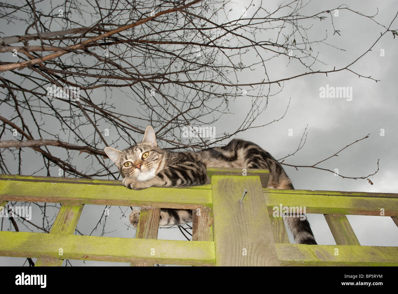 Tabby cat on a fence Stock Photo - Alamy