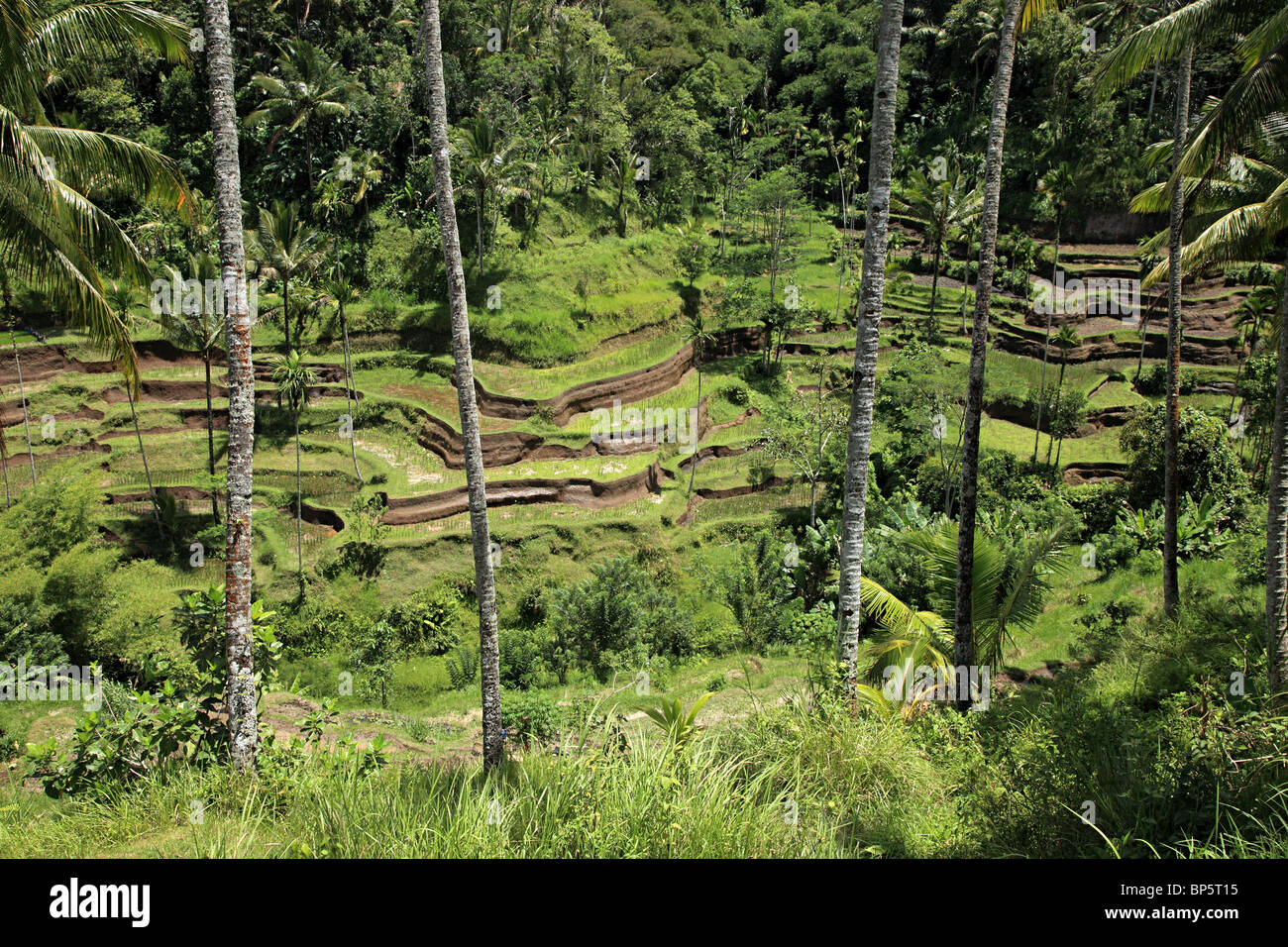 Rice fields in bali Stock Photo - Alamy