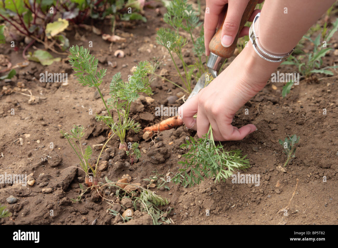 Harvesting baby carrots Stock Photo