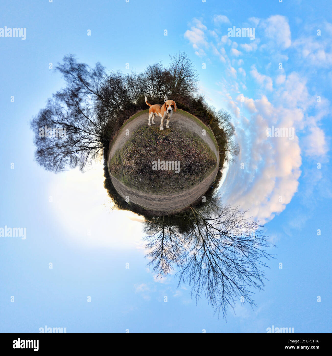 Beagle in park with little planet effect Stock Photo