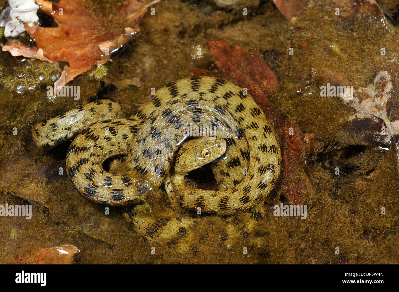 dice snake (Natrix tessellata), in shallow water, Greece, Creta, Greece Stock Photo
