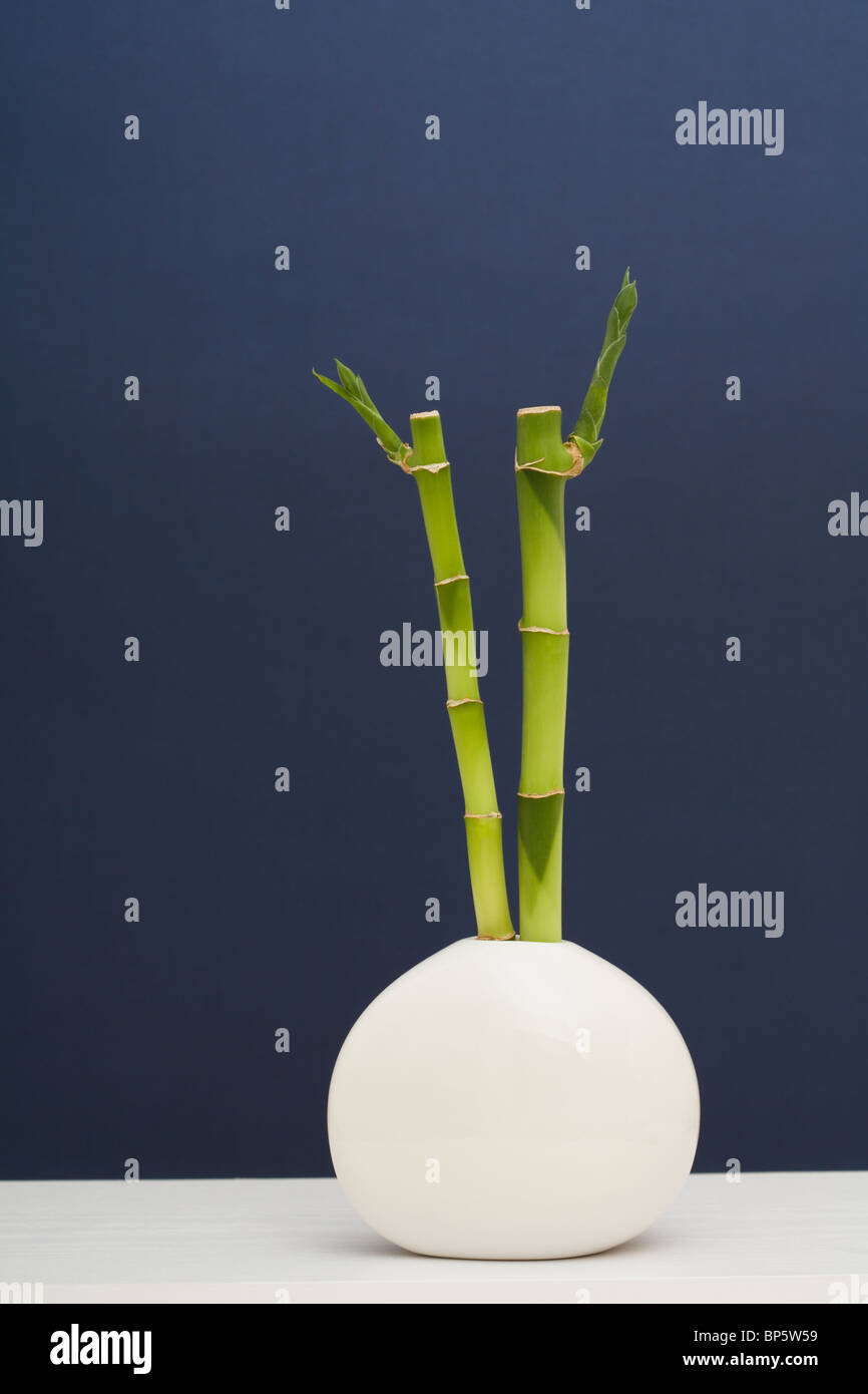 Bamboo shoots in vase Stock Photo Alamy