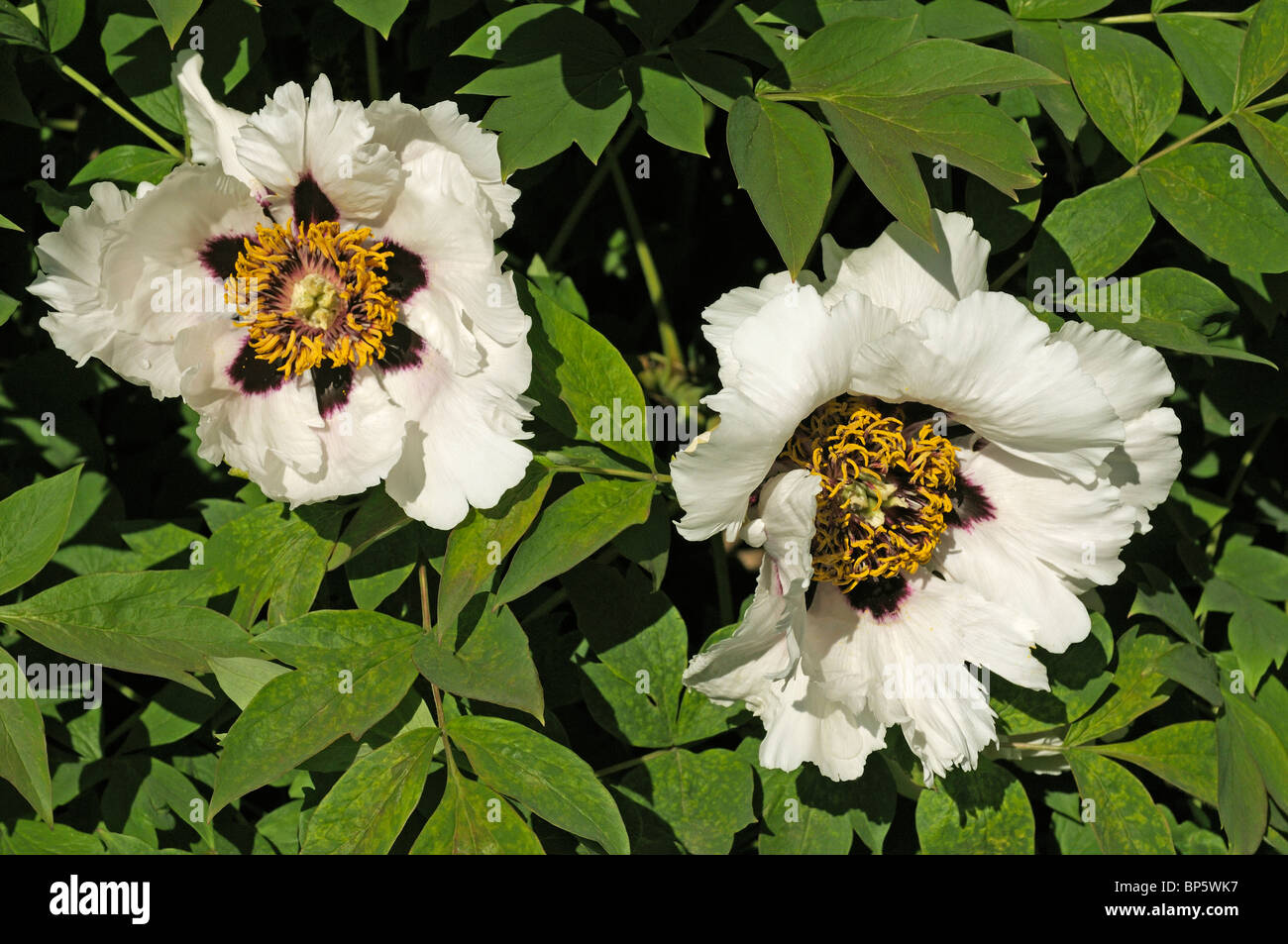 Vireya S Blog Popping Peonies