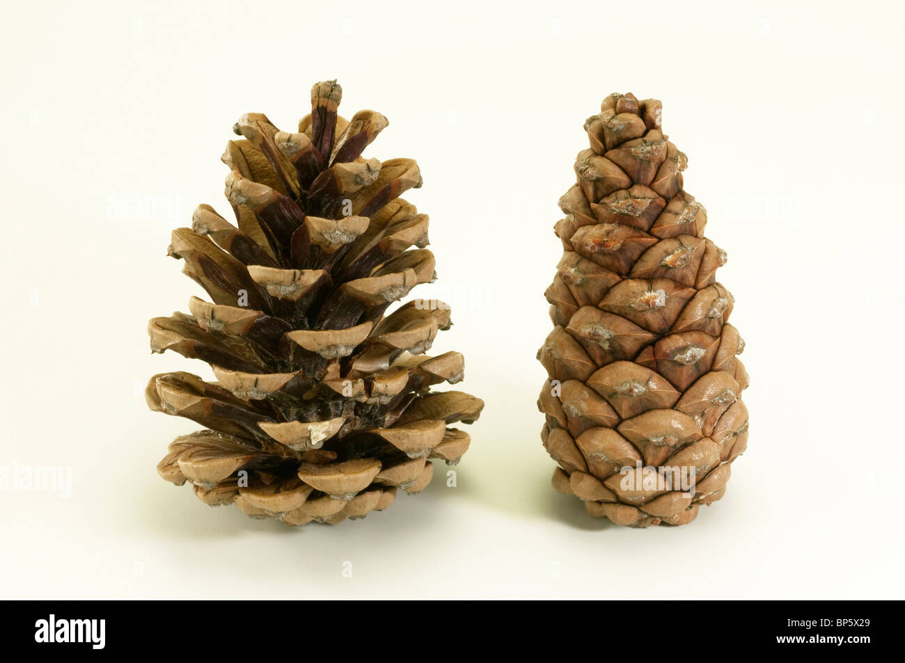 Austrian Pine, Black Pine, Corsican Pine (Pinus nigra). Two cones ...