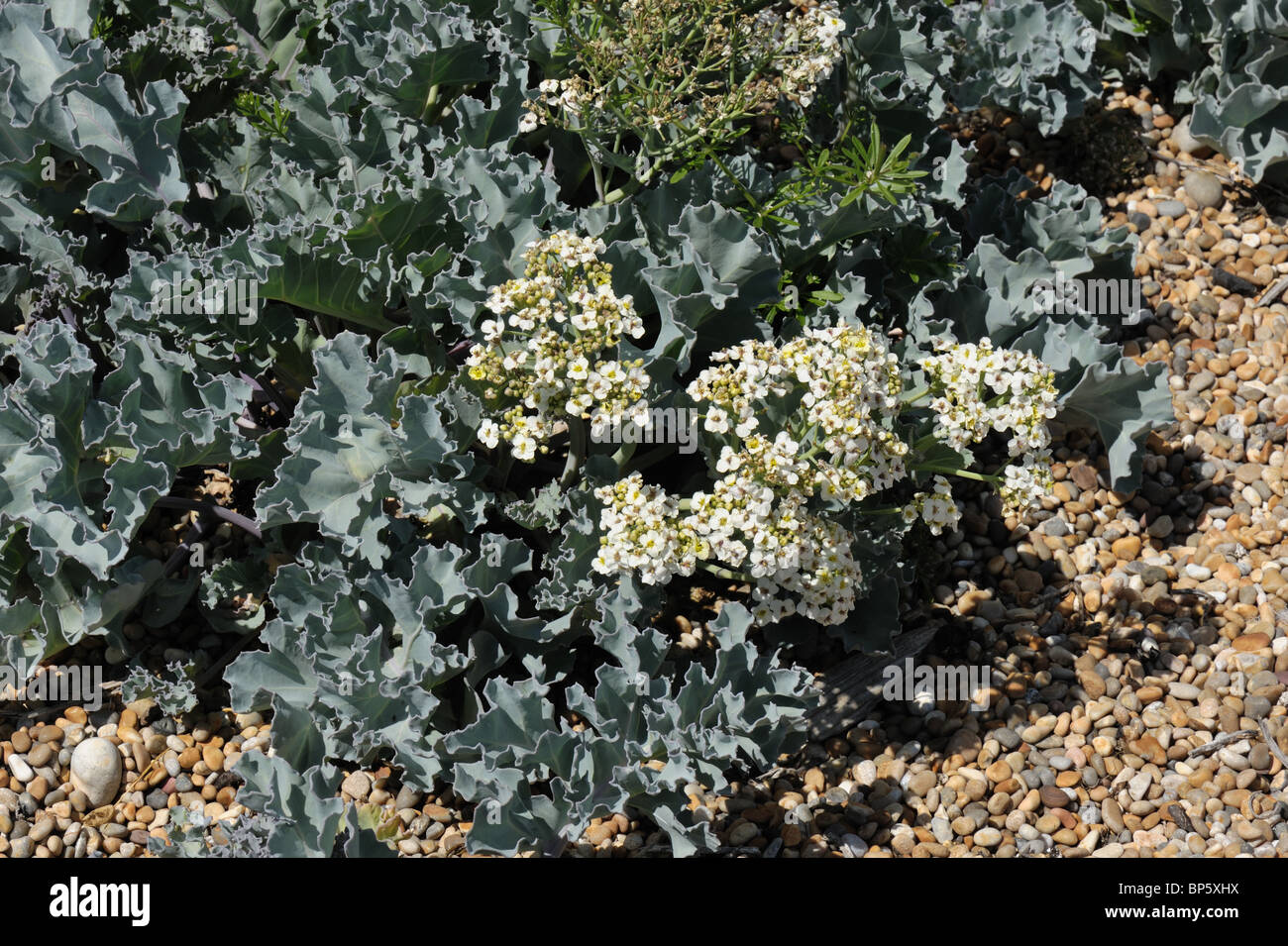 Sea kale (Crambe maritima) seeding plants growing in shingle on Chesil ...