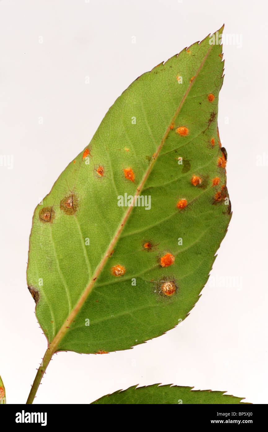 Rose rust (Phragmidium tuberculatum) pustules on rose leaf lower surface Stock Photo