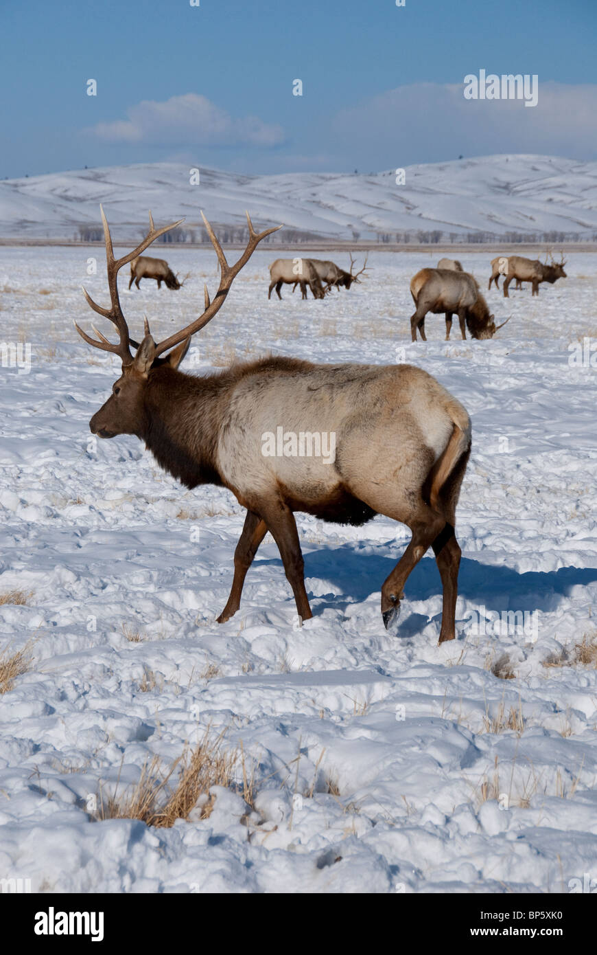 USA, Wyoming, Jackson Hole. National Elk Refuge in winter. Elk, (wild