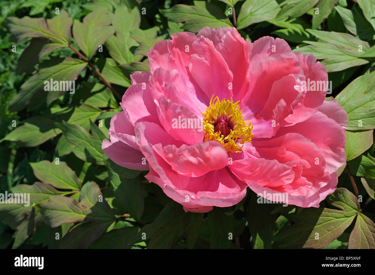 Tree Peony, Seed Heads, Paeonia suffruticosa, Seed, Propigating,  Horticulture, Horticulture, Brown Seeds, Asiatic, Japanese, Country Garden,  Cheshire Stock Photo - Alamy