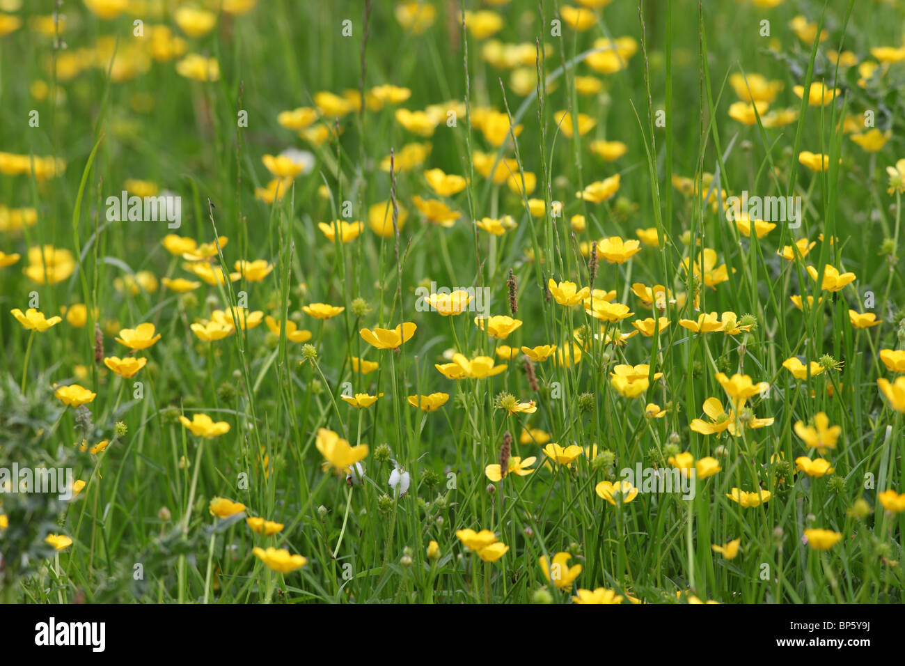 Buttercups in a Wild Flower Hay Meadow in Teesdale County Durham Stock Photo