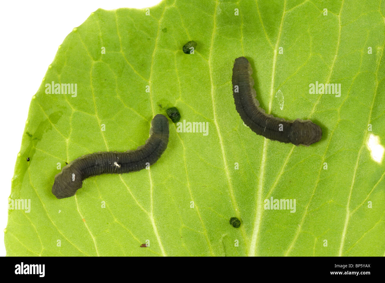 Turnip sawfly (Athalia rosae) larva on a leaf Stock Photo