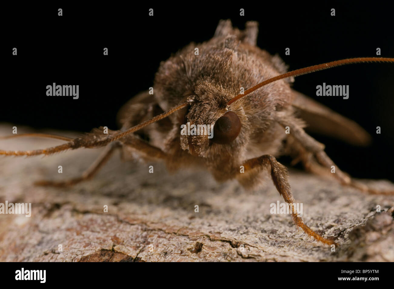 The Crescent, Celaena leucostigma moth cleaning antenna Stock Photo Alamy