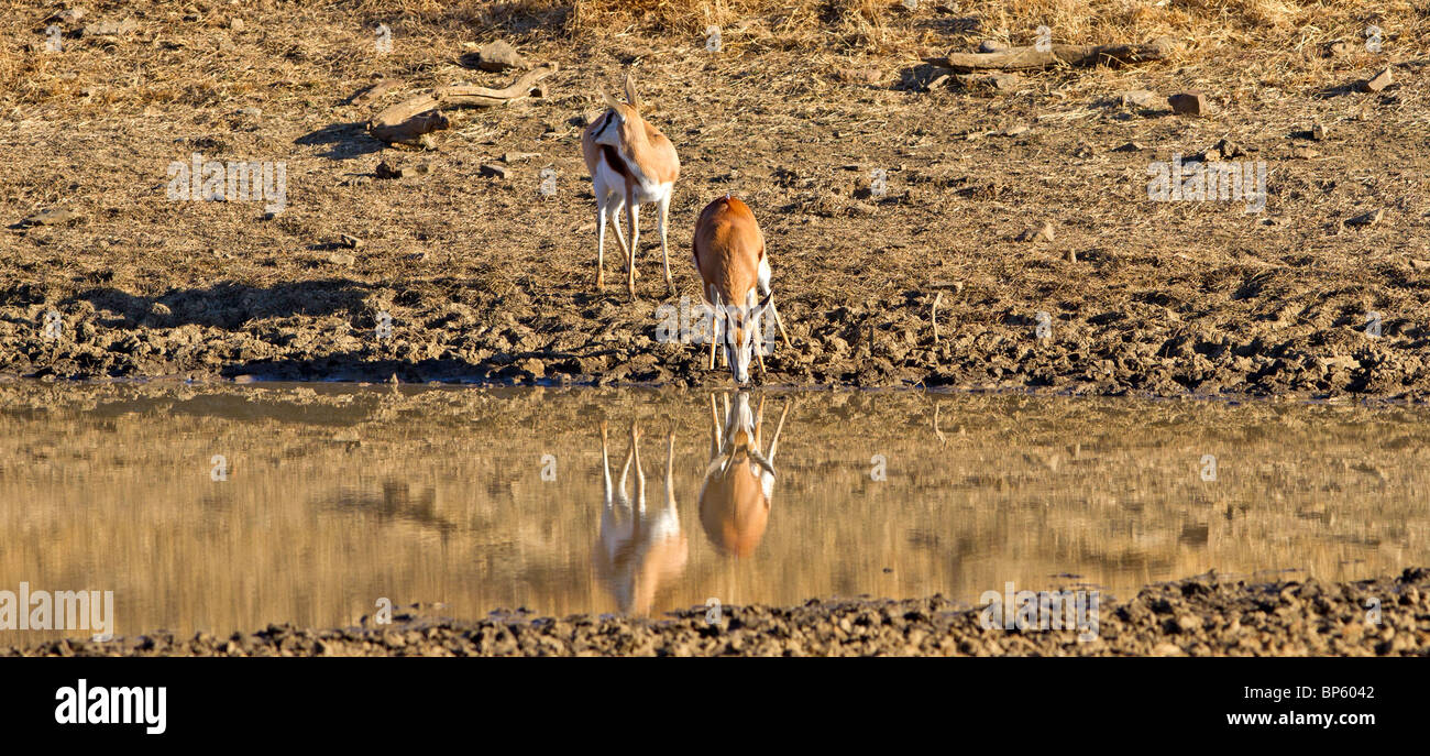Two Springbuck at the water hole with reflection in the water in a panoramic shot Stock Photo