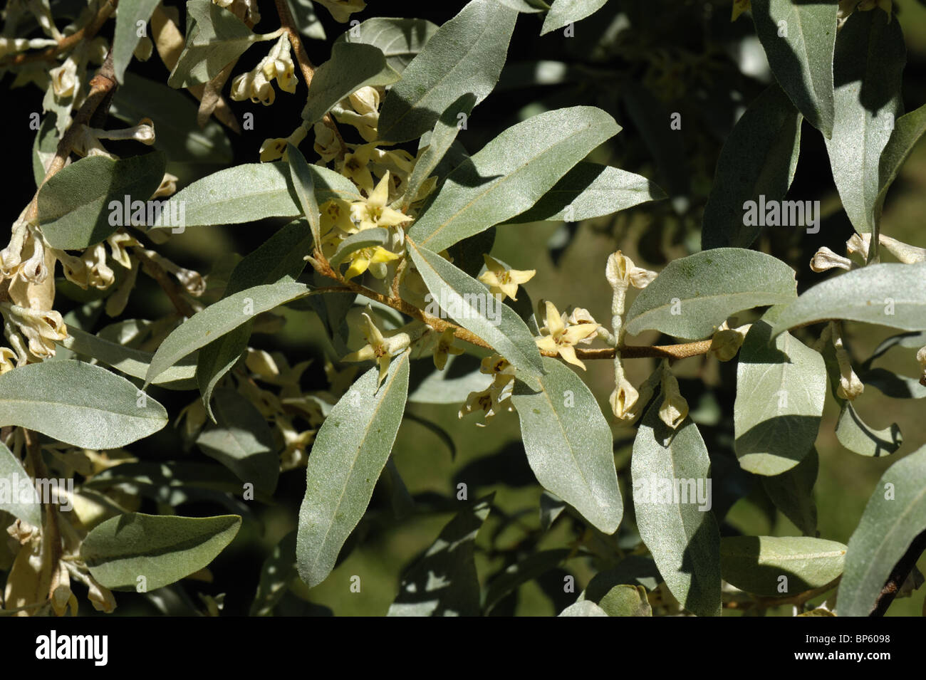 Elaeagnus augustifolia 'Quicksilver' a fragrant flowering garden shrub Stock Photo