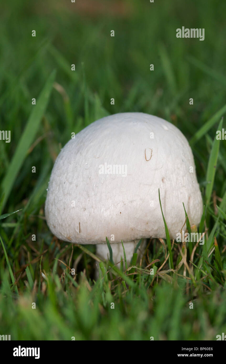 Organic field or meadow mushrooms (Agaricus campestris) Stock Photo