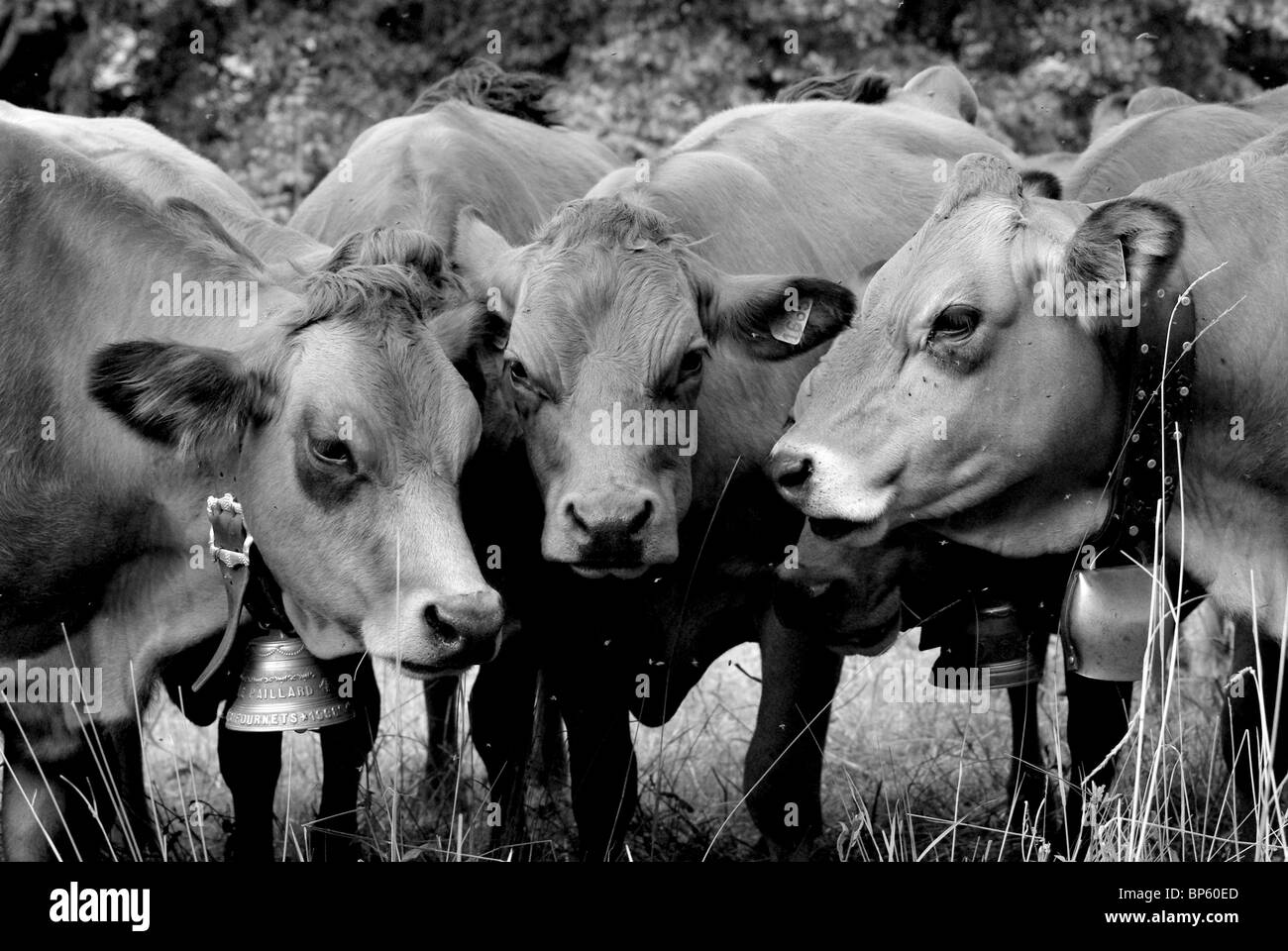 La partie de poker Stock Photo