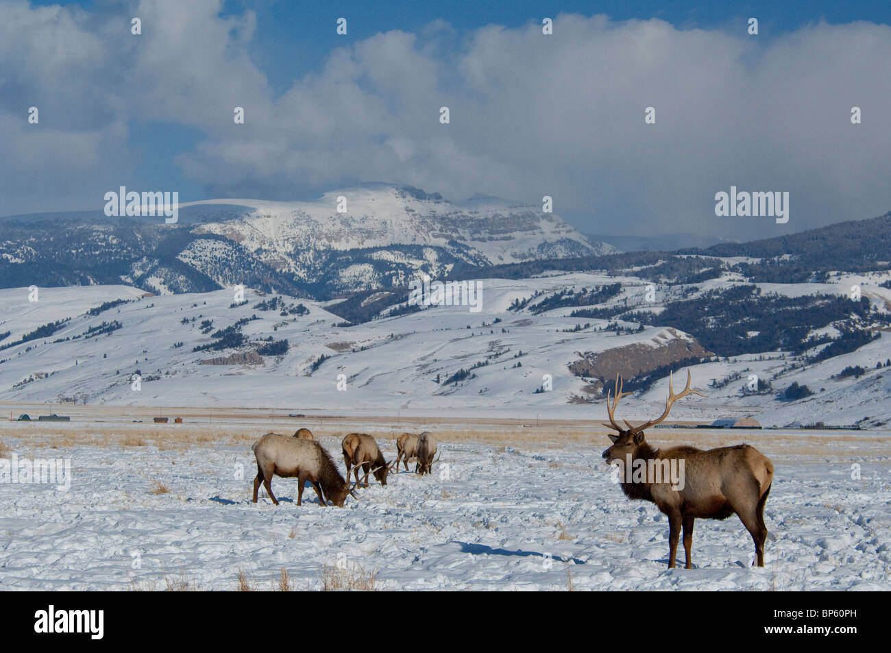 USA, Wyoming, Jackson Hole. National Elk Refuge in winter. Elk, (wild