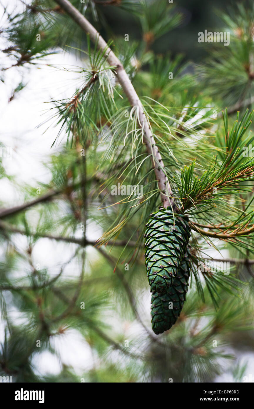 Pinus Armandii. Chinese White Pine cones. Selective focus Stock Photo