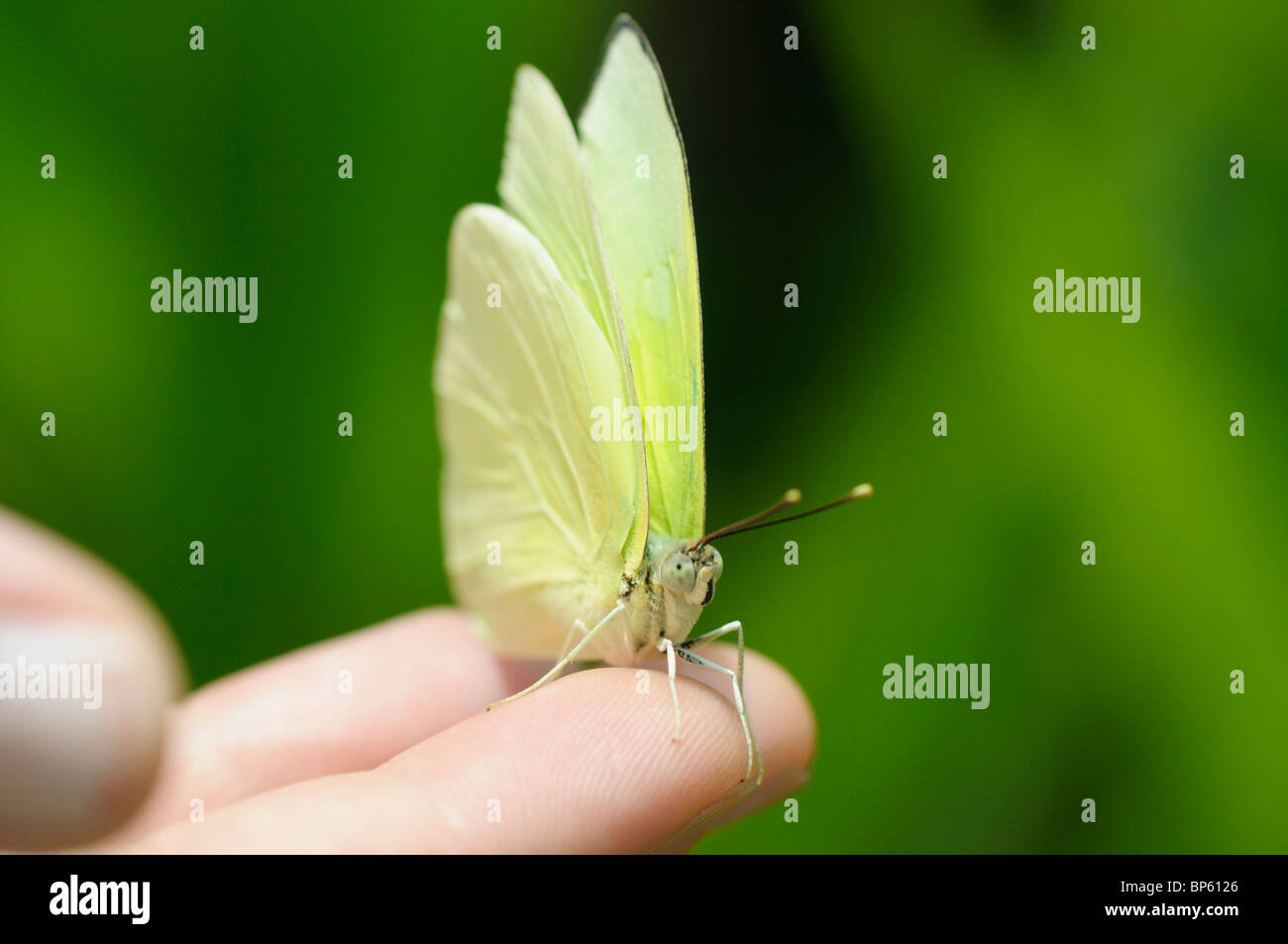 Person holding a tropical butterfly in rainforest, Costa Rica Stock Photo