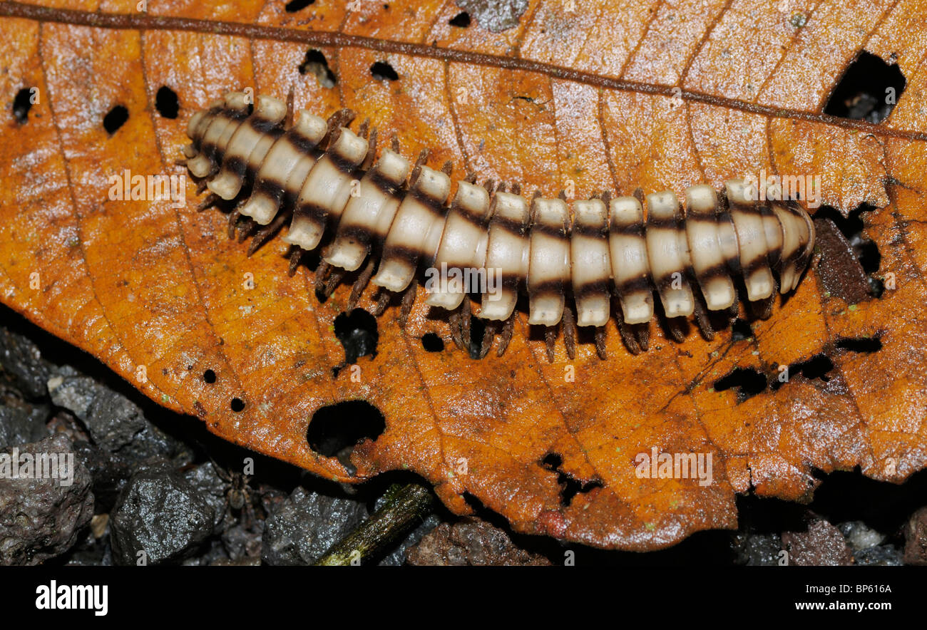 This millipede, Class Diplopoda, is walking on the forest floor in rainforest, Chilamate, Costa Rica. Stock Photo