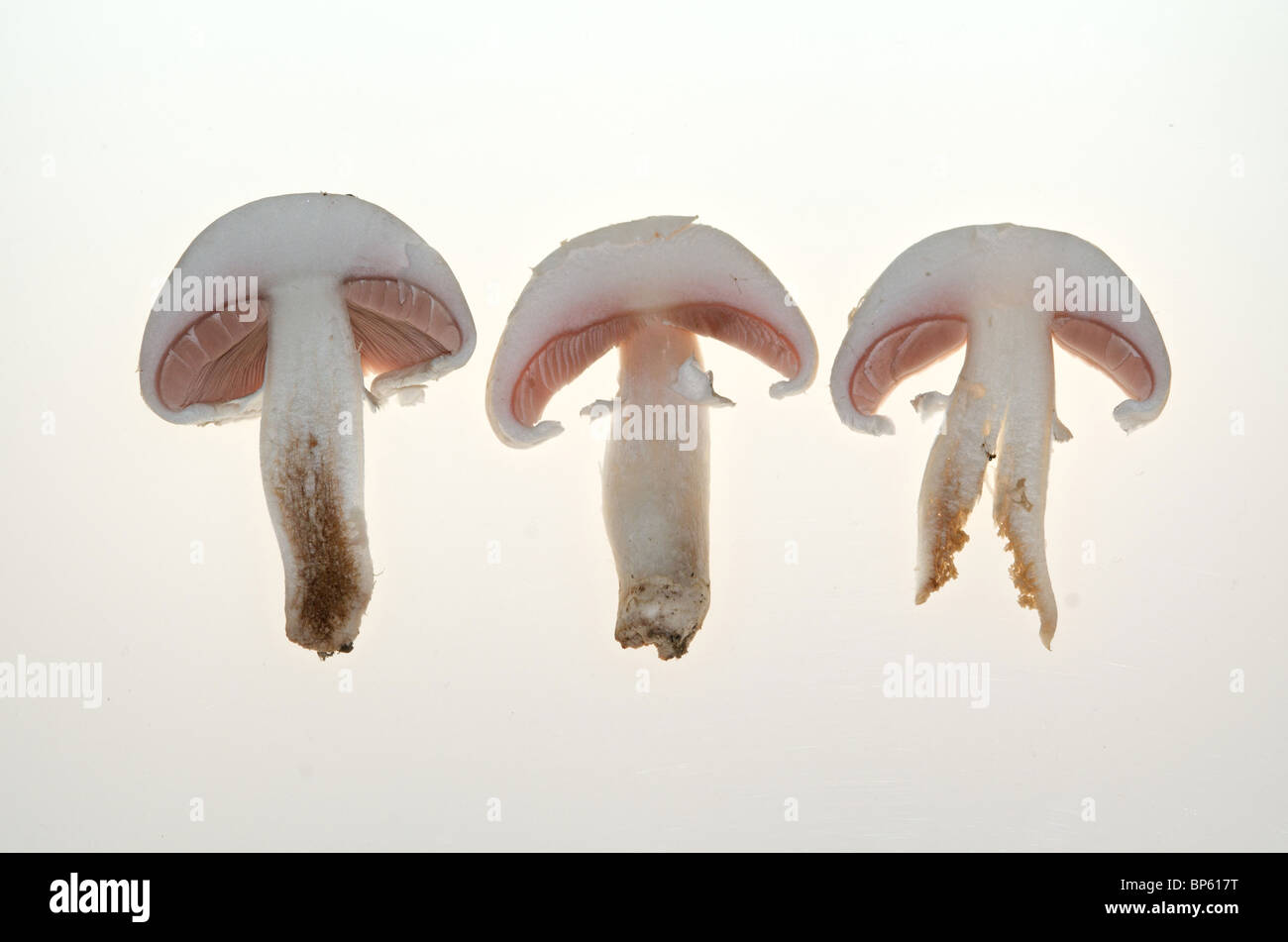 Organic field or meadow mushrooms (Agaricus campestris) as cut-outs cut outs Stock Photo