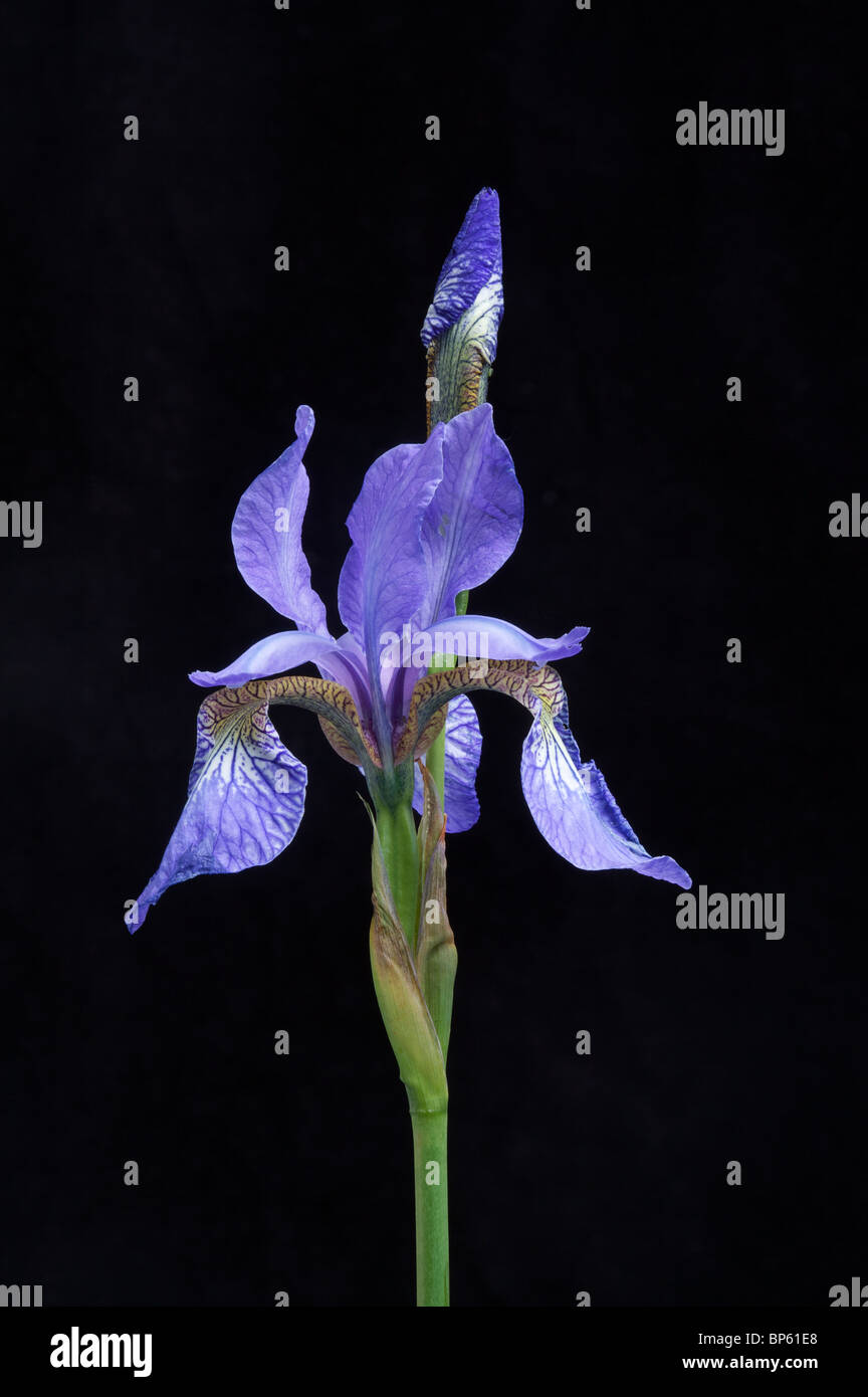 Iris, Iris siberica, on black background. Stock Photo