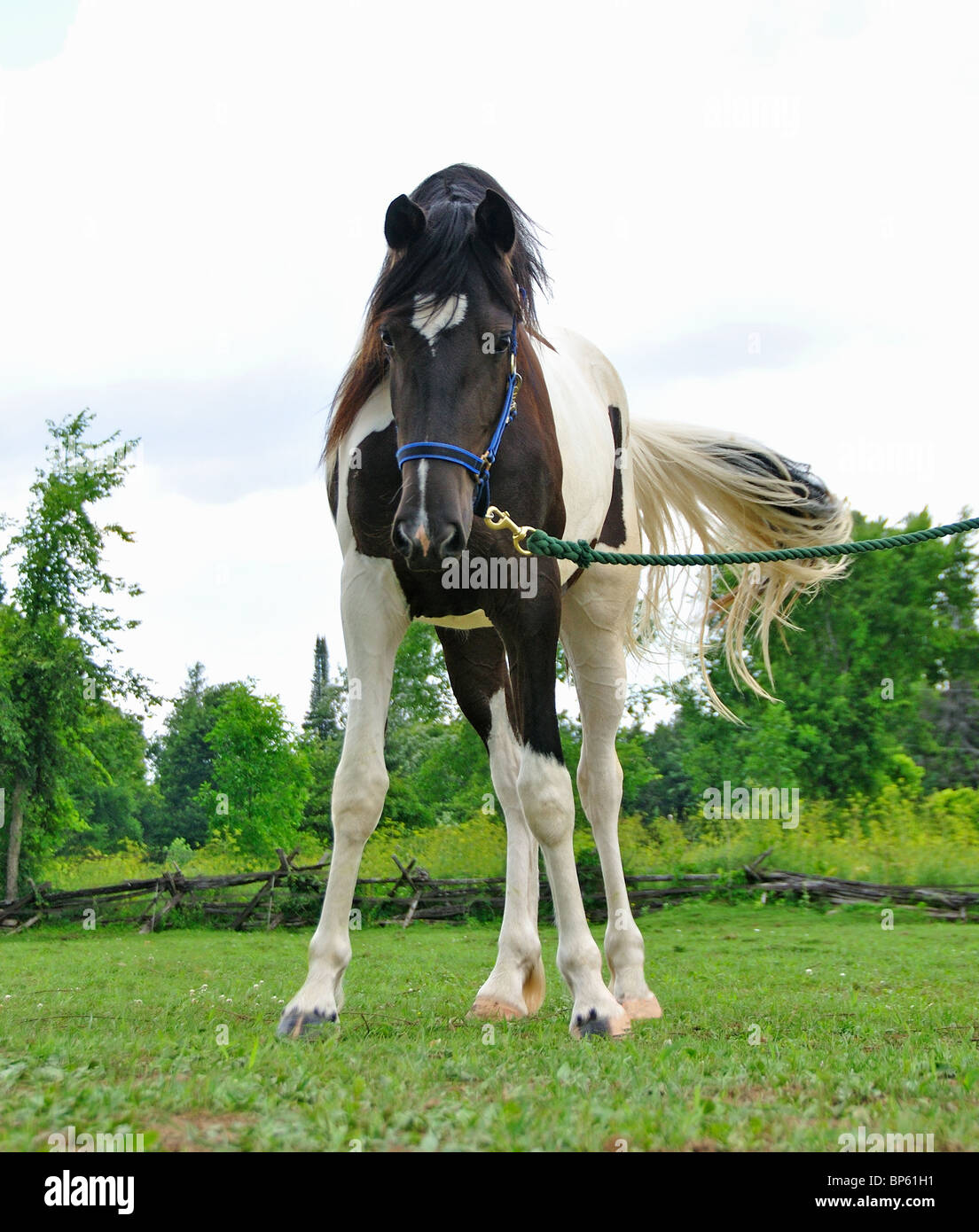 Black and white horse on lead staring at photographer Stock Photo Alamy