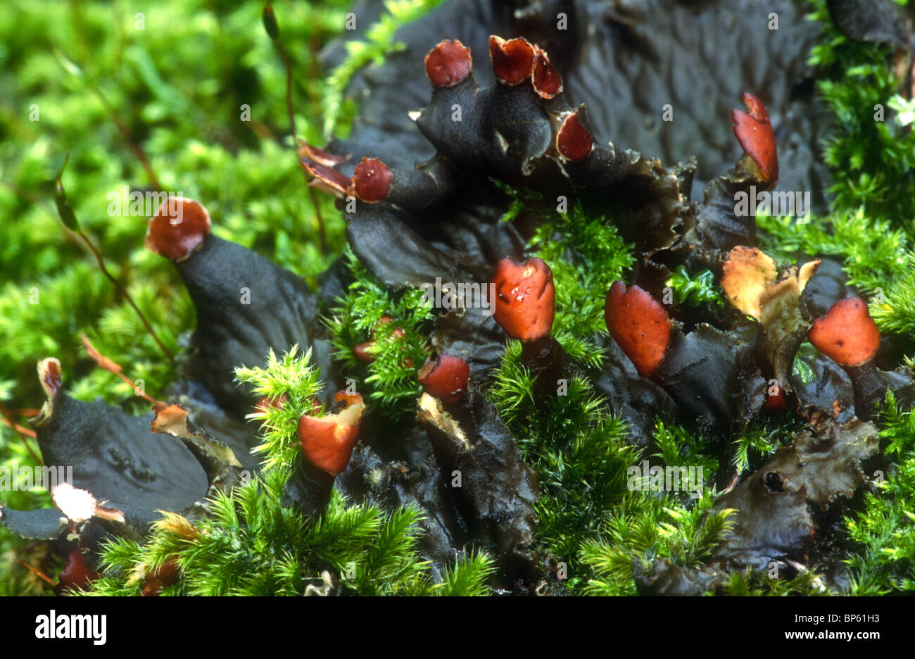 Dog Lichen, Peltigera horizontalis, Coombs Dale, Derbyshire Stock Photo