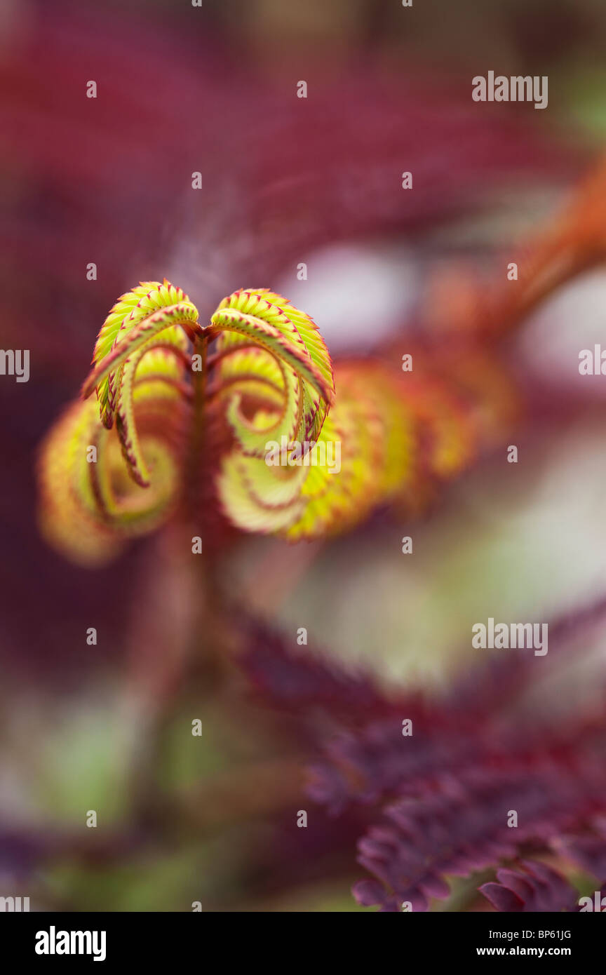 julibrissin 'Summer Chocolate' tree. Purpleleaf Mimosa Tree