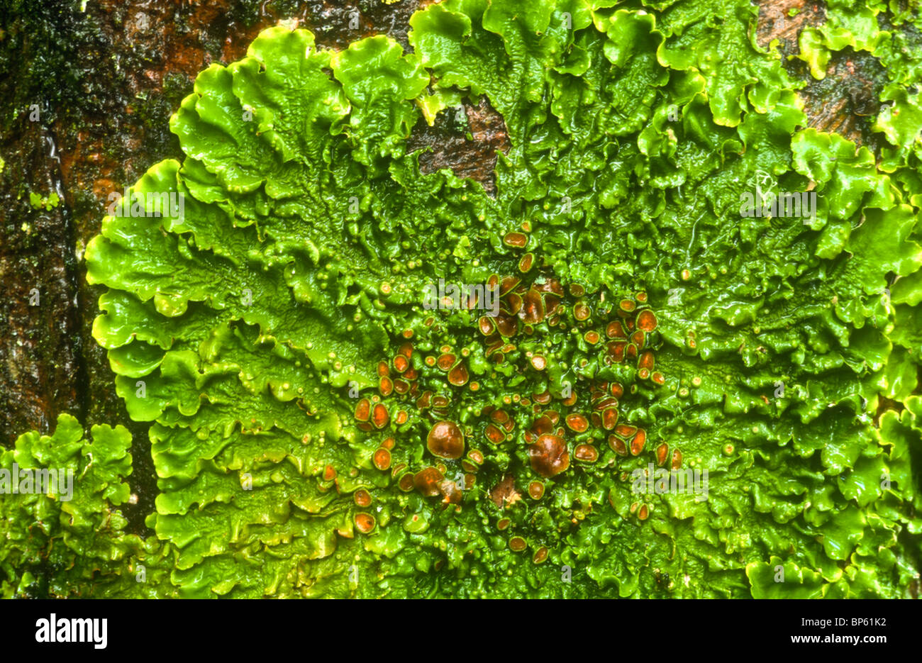 Lichen, Lobaria virens (Lobaria laetivirens), Ardnamurchan, Argyll, Scotland Stock Photo