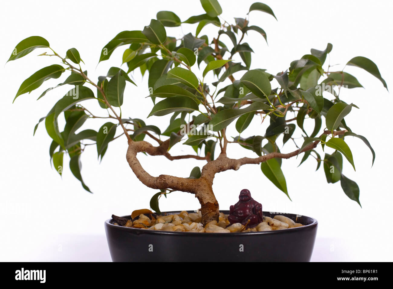 Ficus bonsai tree with buddha ornament. Family: Moraceae, Genus: Ficus Stock Photo