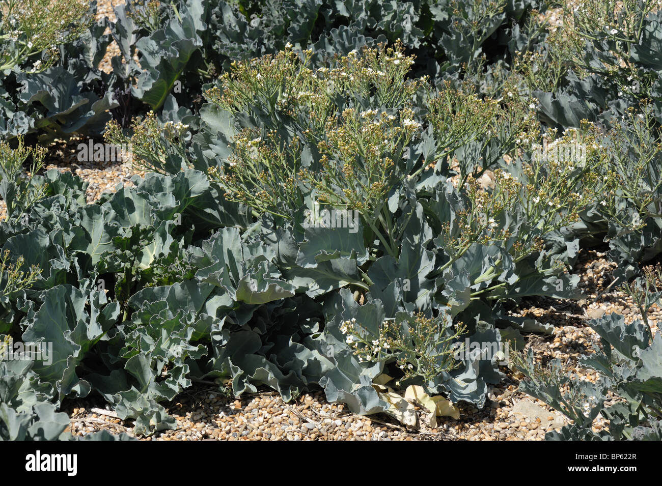 Sea kale (Crambe maritima) seeding plants growing in shingle on Chesil ...